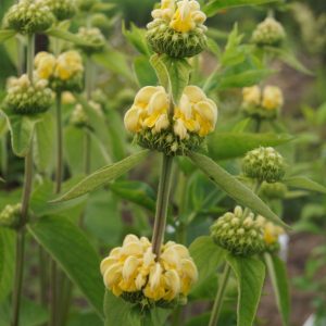 Phlomis russeliana