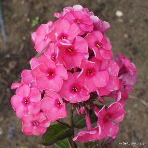 Phlox ‘Agnese‘