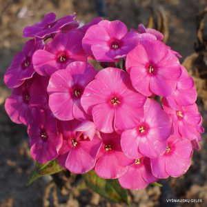 Phlox ‘Elīna‘