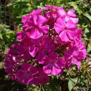 Phlox-‘Gunta‘