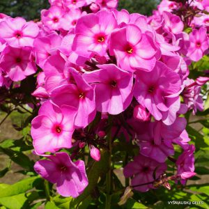 Phlox-‘Kamarinskaya‘-1