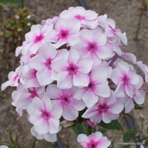 Phlox ‘Kameo‘