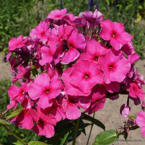 Phlox ‘Krasnaya Presnya‘