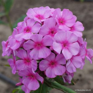 Phlox-‘Laik‘-1
