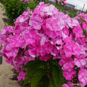 Phlox ‘Leonid Vigorov‘