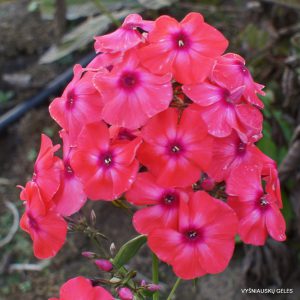 Phlox ‘Lider‘