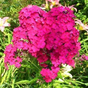 Phlox-‘Magnat‘