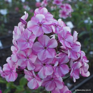 Phlox-‘Modistka‘-9