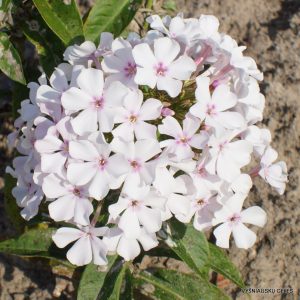 Phlox-‘Nedotroga‘-5