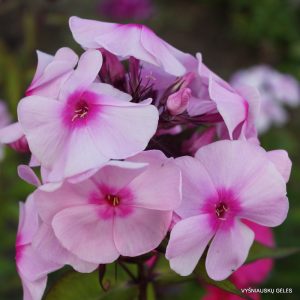 Phlox-‘Noktyurn‘
