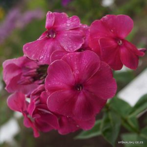 Phlox-‘Raimonda‘