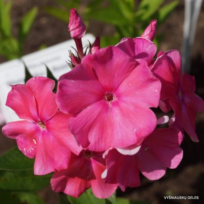 Phlox-‘Rozovyi-Bordyur‘