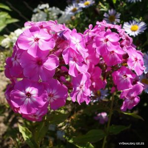 Phlox-‘Rūta‘