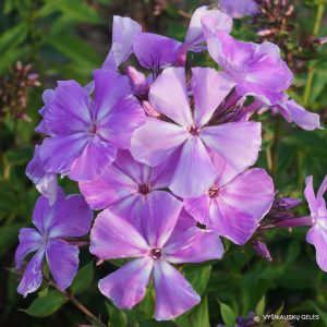 Phlox-‘Serezha‘-1