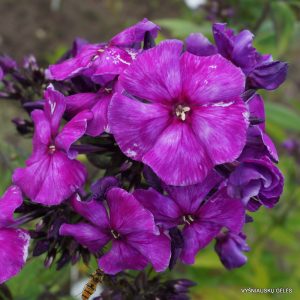 Phlox-‘Sergei-Rakhmaninov‘