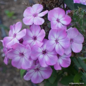 Phlox-‘Sezam‘-1