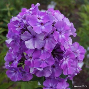Phlox-‘Sovushka‘