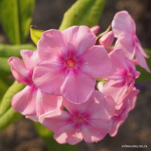 Phlox-‘Sulev‘