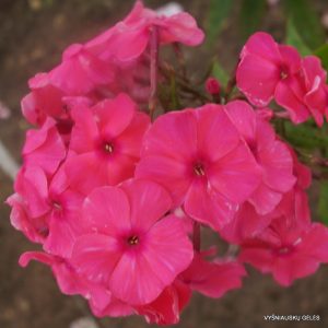 Phlox-‘Sārtīte‘