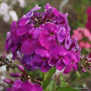 Phlox-‘Taifun‘