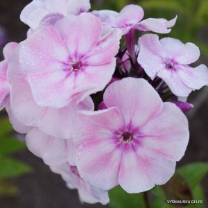 Phlox-‘Tatyana‘