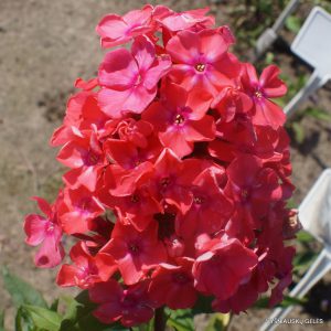 Phlox-‘Timur‘-1