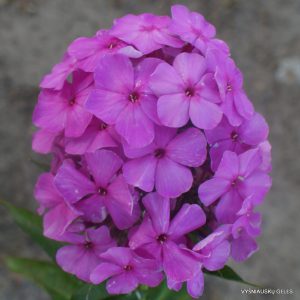 Phlox-‘Turmalin‘-2