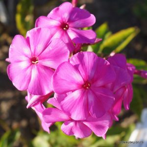 Phlox-‘Ula‘