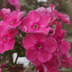 Phlox-‘Ulybka‘