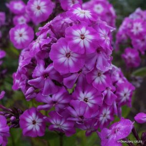 Phlox-‘Uta‘