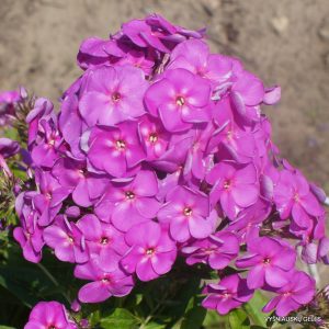 Phlox-‘Vesna‘-8