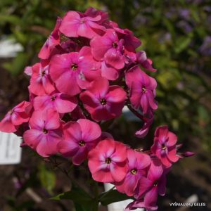 Phlox-‘Vezuvii‘
