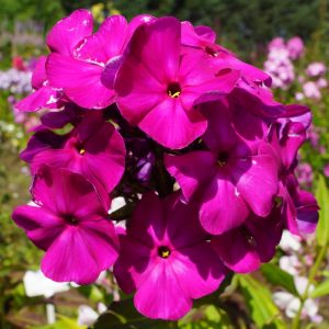 Phlox-‘Viktoriya‘