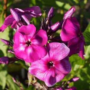 Phlox-‘Vishnevaya-Taina‘