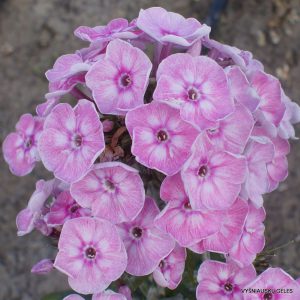 Phlox-‘Younique-Old-Pink‘-4