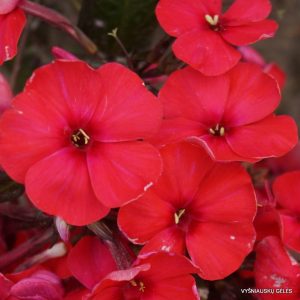 Phlox-‘Yuri-Gagarin‘