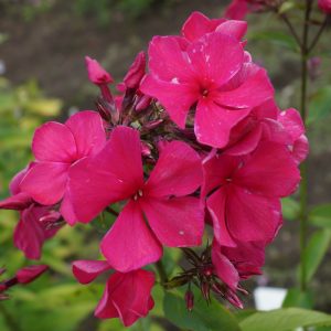 Phlox-‘Zhelannyi‘