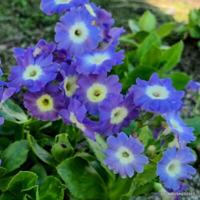 Primula x pubescens ’Peggy Fell’
