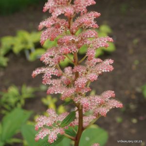 Rodgersia pinnata 'Cally Salmon'