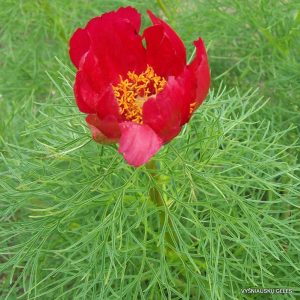 Siauralapis bijūnas