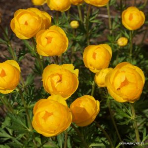 Trollius