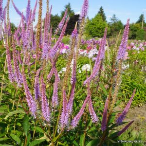 Veronicastrum virginicum 'Adoration'