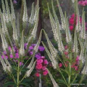 Veronicastrum virginicum 'Alboroseum'