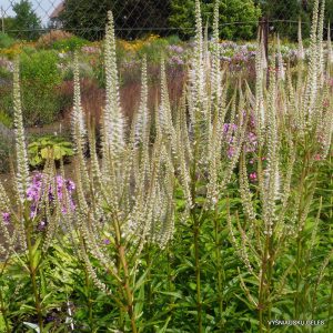 Veronicastrum virginicum 'Album'
