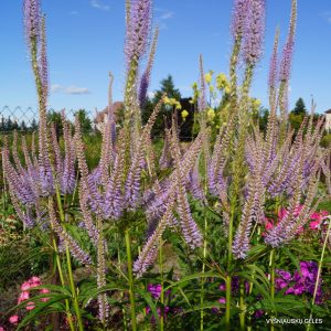 Veronicastrum virginicum 'Lavendelturm'