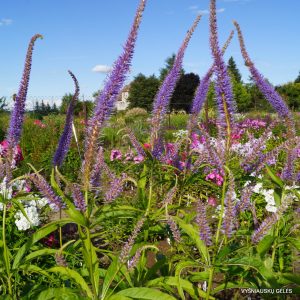Veronicastrum virginicum 'Temptation'