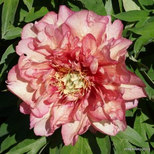 bijūnai ‘Hillary‘