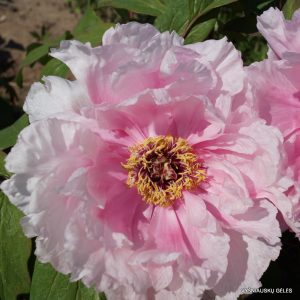 bijūnai ‘Otkrovenie‘