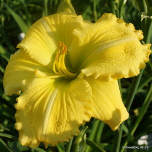 daylily 'Made from Scratch'