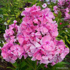 flioksai-'Giacintothovyi‘